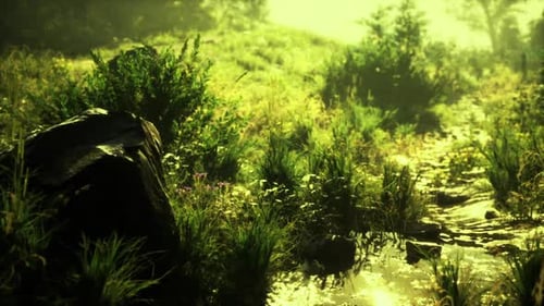 Lush Green Forest Path with Glowing Sunlight