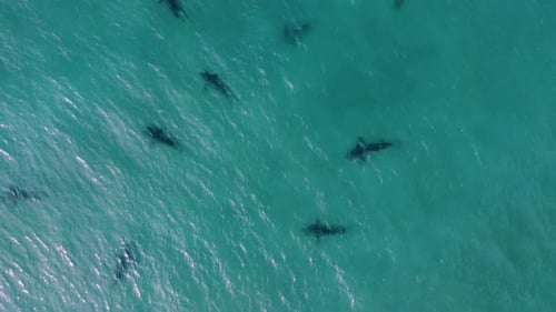 Person swimming close to dangerous sharks in tropical sea water - Aerial view