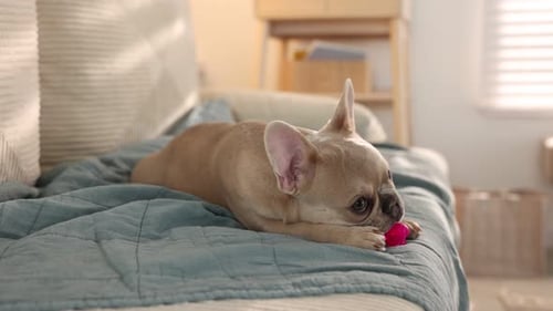 Adorable French bulldog puppy chewing pink toy on sofa