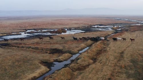 Running Horses In Scenic Landscape Of Kayseri In Turkey - aerial shot
