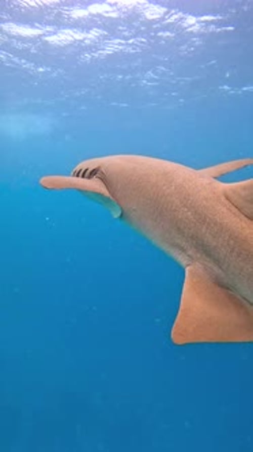 Shark Swimming in Clear Waters of the Maldives The Scene Captures the Shark's Streamlined Body and