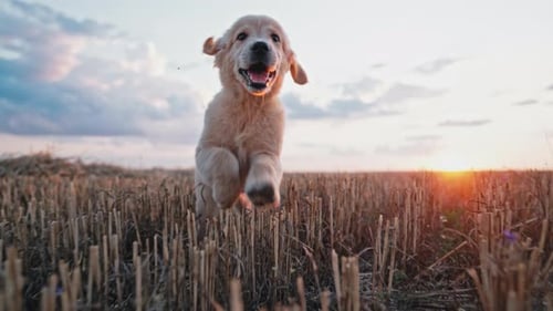 Energetic Golden Retriever Puppy Runs to Camera in Slow Motion at Summer on Open Area Field Outdoors