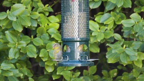 American Goldfinch Feeds At A Bird Feeder, Urban Backyard.