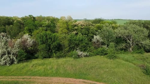 Aerial view of trees with fields