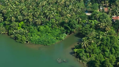 Aerial view of tropical forest with river, bridge, palm trees, Sri Lanka.