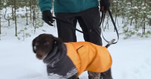 The Moment of Lowering the Dog From the Leash During a Walk in the Winter Forest