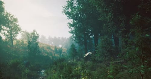 Misty Forest Landscape with Sunlight Filtering Through Trees at Dawn
