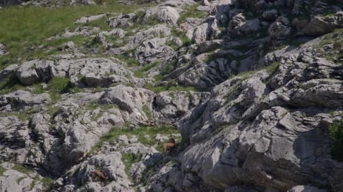 Manada de rebecos caminando, pastando y escalando en lo alto de las montañas. (4K)