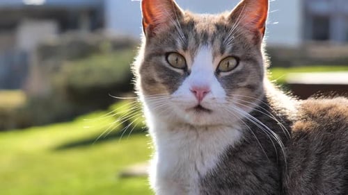 Green Eyed Street Cat Looking at Camera with Fear in Sunlight