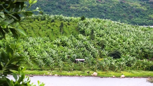 A large banana tree plantation along side a calm water pound, static shot