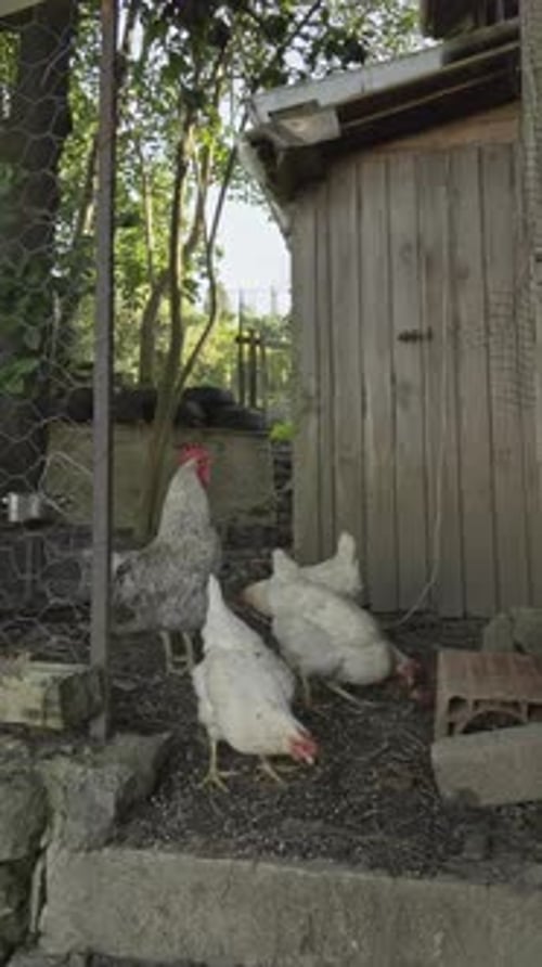 Chickens, roosters and chicks are wandering around the garden and the coop and being fed.