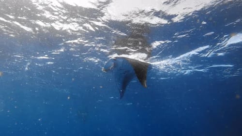 Manta Ray Swimming Gracefully Underwater in Ocean