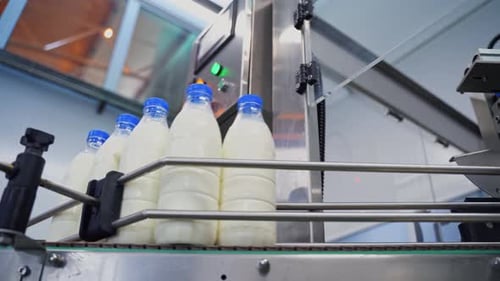 Fresh milk poured into bottles. Close up of automated process at milk factory