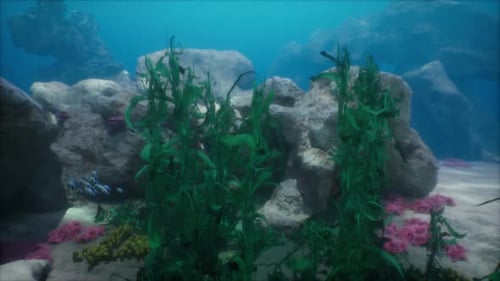 Sea or Ocean Underwater Coral Reef