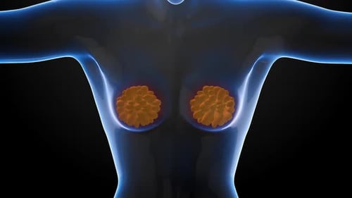 Anatomical 3D animation of women's body.