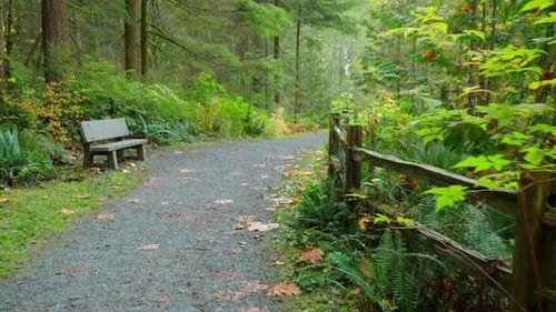 Walking Along Forest Path in Stunning Canadian Scenery