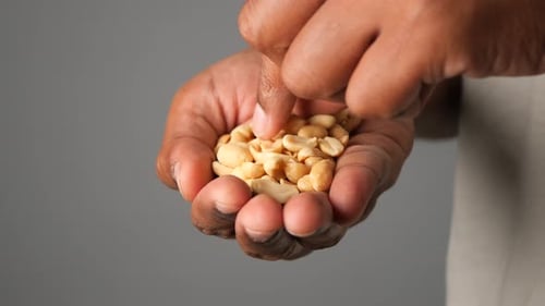 Hand Holds and Picks at Fresh Peanuts