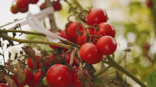 Red Tomatoes Ripening on the Vine in Garden