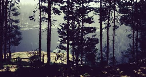 Sunlight Filters Through Dense Trees Near a Cliff By a Serene River