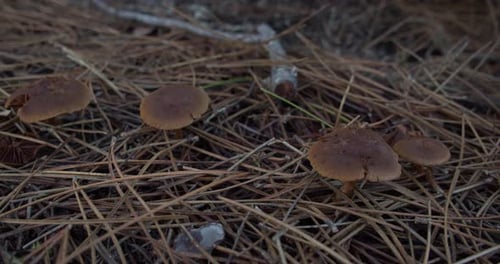 Wild Mushrooms Growing In Forest Ground. Close Up