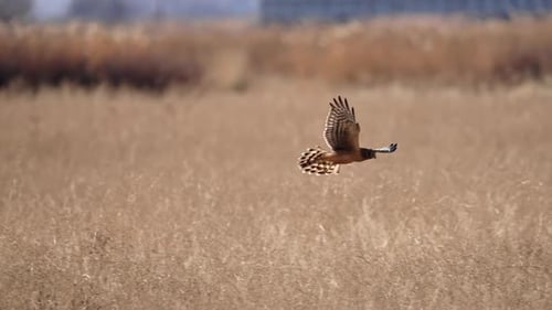 Hawk Hunting Prey Over Field in Slow Motion
