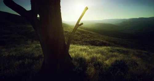 Serene Sunset Casting Warm Light Over a Tranquil Landscape with Tree Silhouette
