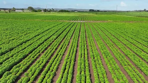 Lush Green Crops in Vast Rural Farmland