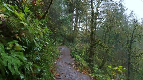 Wide Footage of Moving Through a Lush and Fallen Leaf in Beautiful Autumn Forest in Oregon