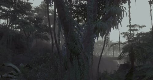 Slow Pan Through A Misty Tropical Jungle Forest