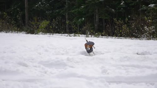 Beagle Running Through Snow in a Dog Jacket