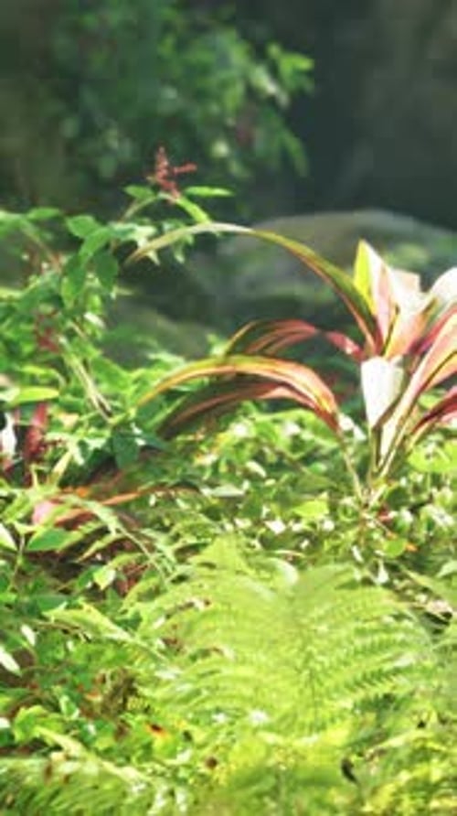 A Lush Green Forest Filled with Lots of Plants