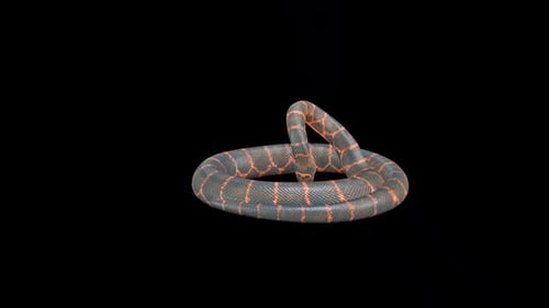Snake Coiled Attack