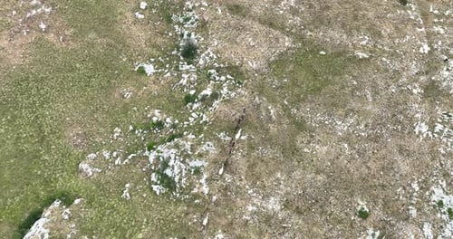Zeitlupenaufnahme einer Drohne, die über eine große Herde von Wildpferden fliegt, die schnell galoppieren