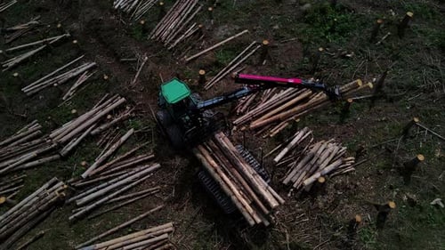 Modern Industrial Forestry Harvester Moving Along Stock Of Logs In Forest. Heavy Mechanical Machine