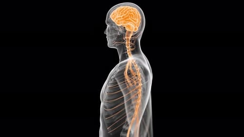 Human brain and central nervous system rotating in cinematic motion