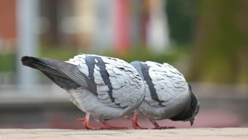 Closeup of Gray Pigeons Birds Walking on a City Street Searching Food