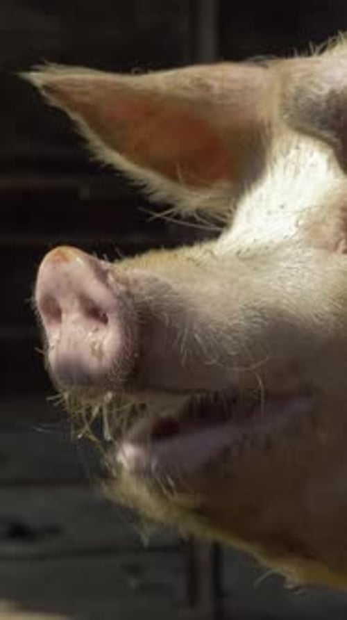 Die Aufzucht und Zucht von Hausschweinen ist in der Tierhaltung von entscheidender Bedeutung