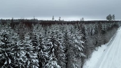 Winter snow frozen landscape in cold dense spruce tree forest, aerial