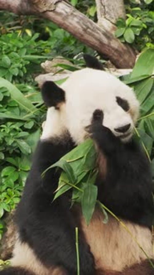 Panda Bear Eats Bamboo Leaves