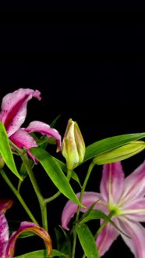 Pink and White Lily Blooms Opening Close Up