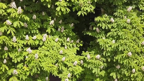 Kastanienblumen blühen auf einem Baum in einem Park. Kastanienbaum blüht im Frühling.Dolly Schuss von einem