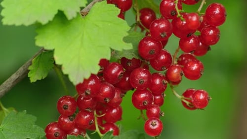 Fresh red currant berries in the garden, outdoors