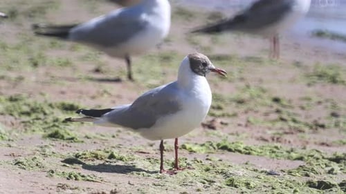 Closeup Portrait of a Seagull Standing on a Sand