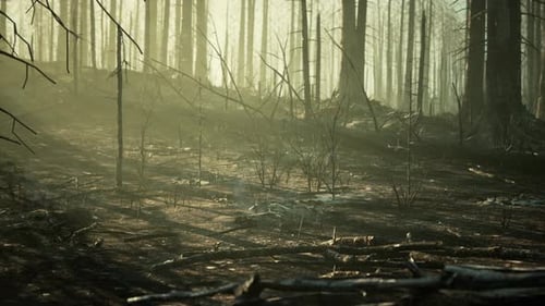 Forest Fire and Fallen Tree is Burned to the Ground with a Lot of Smoke