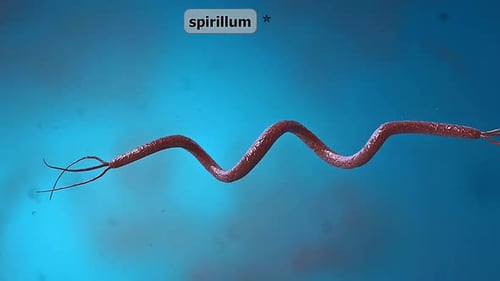 Spirillum Bacterium 3D Animation Under Microscope