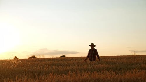 Old man in checkered shirt and hat is in the field of ripe wheat at sunset.