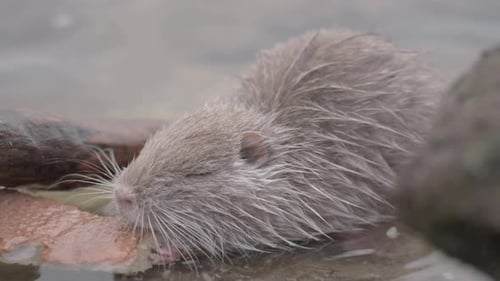 CloseUp Baby Myocastor coypus munching on bread near riverbank, Prague