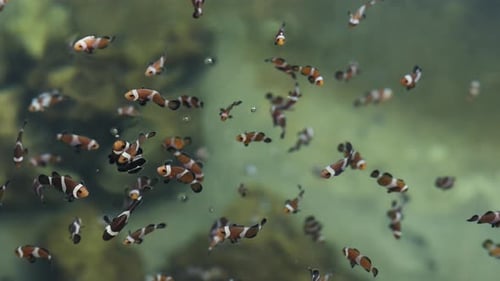 ocellaris clownfish or anemone fish swimming in water