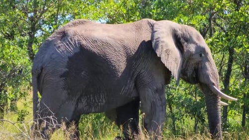 African Savanna Elephant Walking Slowly off the Screen and Taking Green Grass to his Mouth With his
