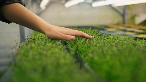 farmer or gardener checks the condition of microgreens Scientist grows plant sprouts touches